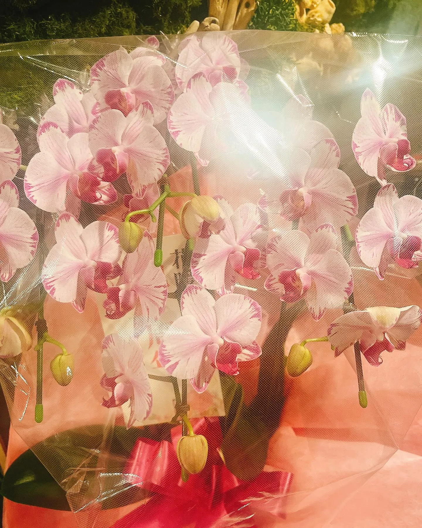 いつも本当にありがとうございます。