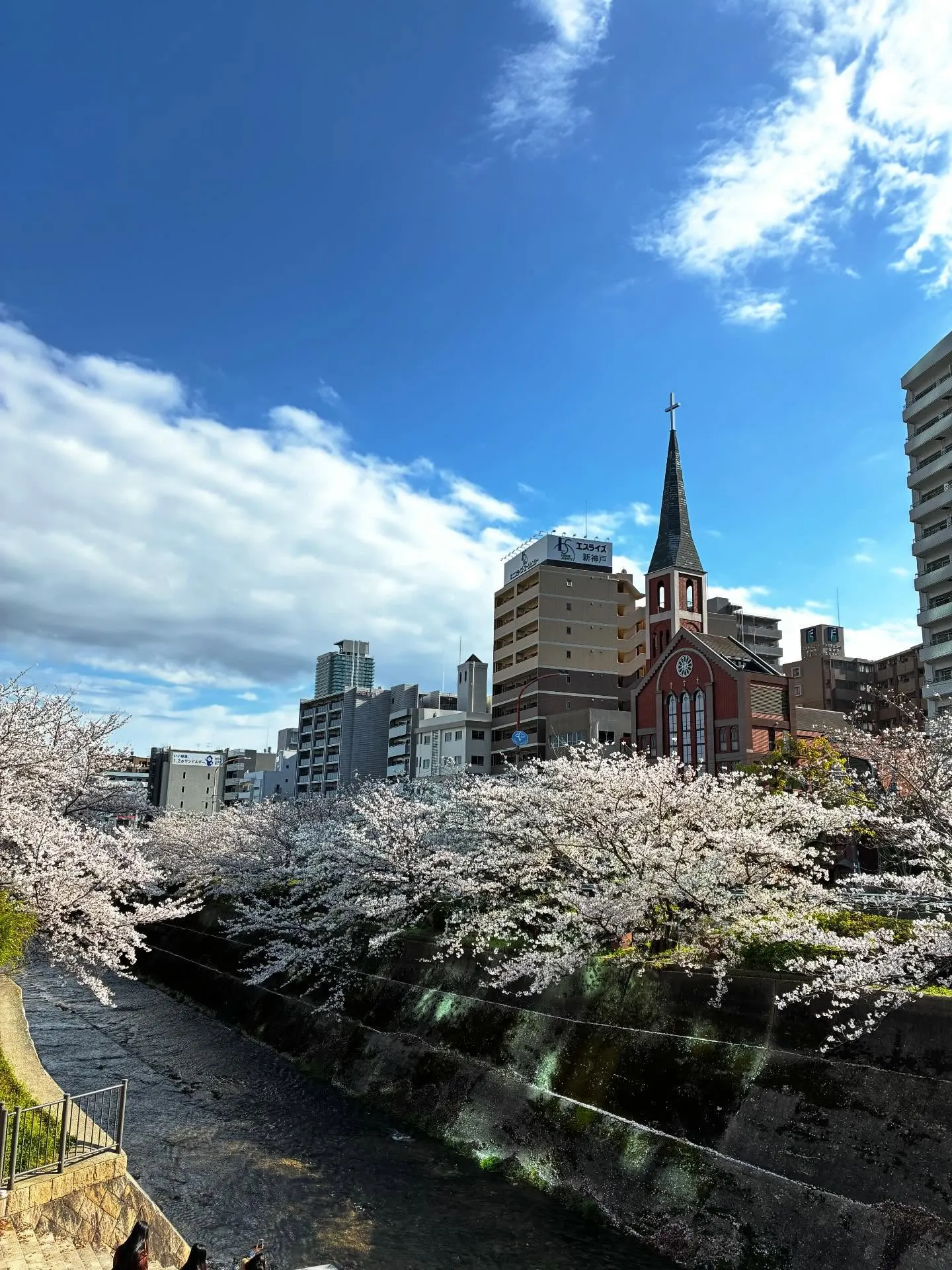 桜の木も緑が目立ってきましたね🌸