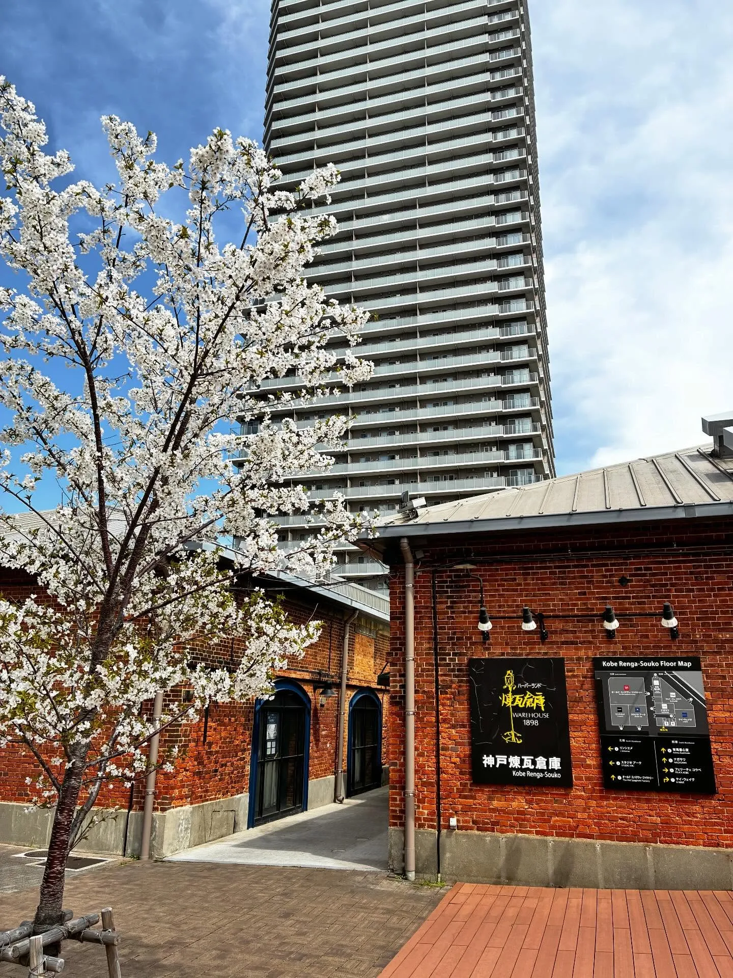 桜の木も緑が目立ってきましたね🌸