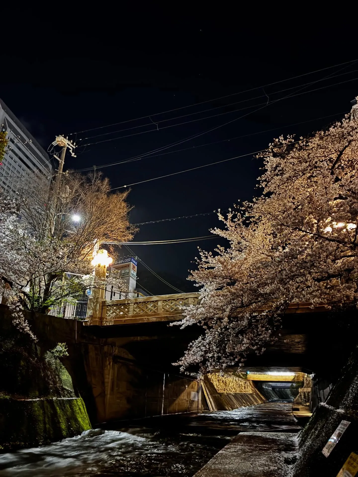 桜の木も緑が目立ってきましたね🌸
